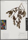 Foto von Salix L.